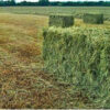 Hay - Image 2