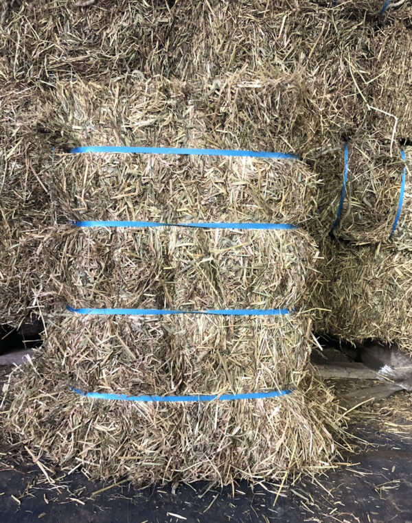 Hay