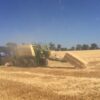 Straw - Small Square Bales - Image 4