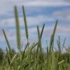 Hay - Image 3