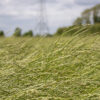 Equi Haylage - Image 6